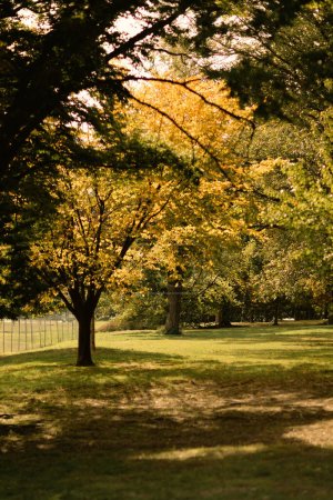 Herbstbäume mit Sonnenlicht auf einer Wiese im Central Park in New York City