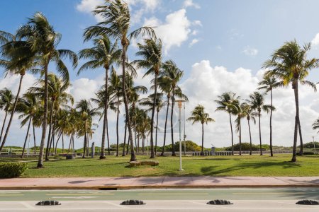 Grüne Palmen wachsen in modernem Park gegen blauen Himmel in Miami 