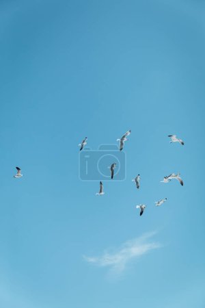 mewy latające z błękitnym niebem w tle w Miami, na południowej plaży, wolność, lato na Florydzie 