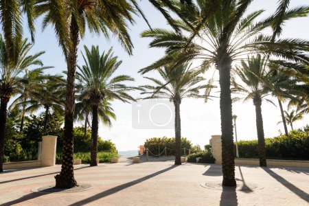 Téléchargez les photos : Palmiers debout côte à côte par une journée ensoleillée. - en image libre de droit