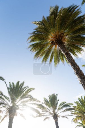 Téléchargez les photos : Le soleil brille à travers un grand palmier, projetant une lueur chaude sur le paysage environnant. - en image libre de droit