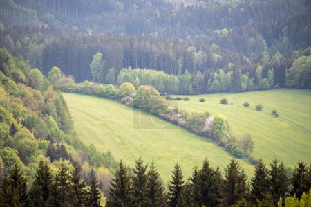 Foto de Foto de bosque y prado con un asiento de caza escondido en el bosque. Paisaje sin cielo, solo primavera árboles verdes y hierba - Imagen libre de derechos