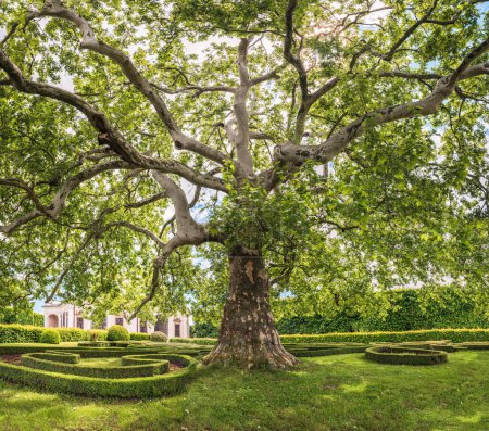 Téléchargez les photos : A large bushy tree in the sunlight in the castle garden. A manicured green lawn with a building in the background - en image libre de droit