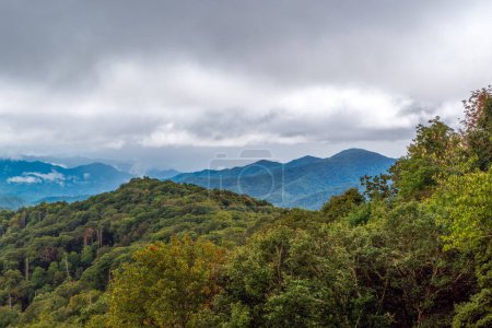 Foto de Green colors in Great Smoky Mountains National Park along the North Carolina-Tennessee border - Imagen libre de derechos