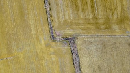 Hecke auf dem Land umgeben von überwinternden Feldern in Frankreich per Drohne gesehen