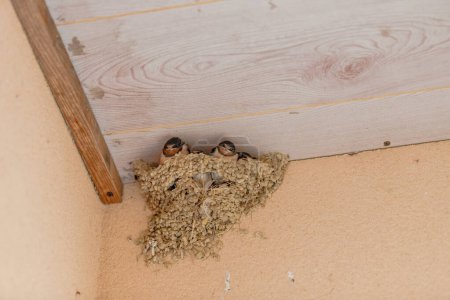 nest of swallow and its young under a roof in summer in France