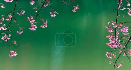 Foto de Rosa flor de sakura con fondo borroso lago verde - Imagen libre de derechos