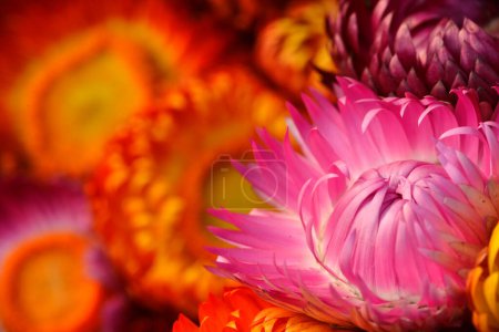 Foto de Pink white gradian Everlasting Daisy flower with blur orange background - Imagen libre de derechos