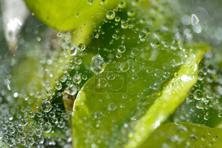 Foto de Gotita de agua densa en tela de araña con fondo de hoja verde borroso - Imagen libre de derechos
