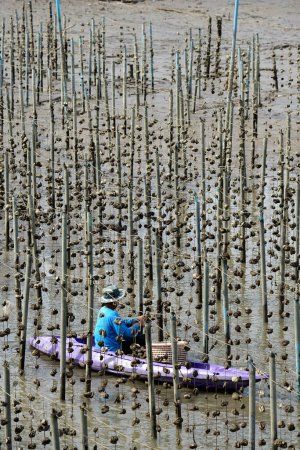Téléchargez les photos : Un peuple cultive des moules dans une mytiliculture - en image libre de droit