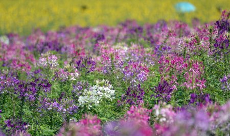 Mixed color of spider flower field