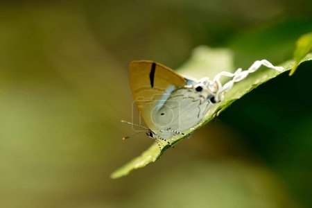 Un papillon brun à bout portant avec un fond flou