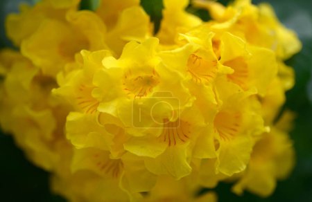 Luscious Yellow Trumpet bouquet with blur background