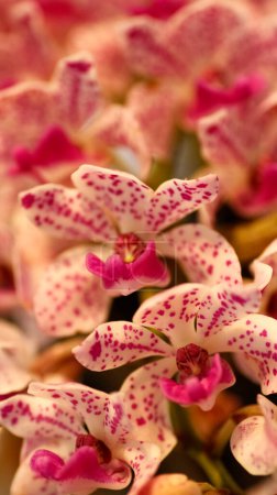 Foto de Pétalos de orquídea naranja punteada con fondo verde hoja - Imagen libre de derechos