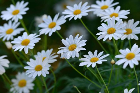 White daisy flowers with green blur background
