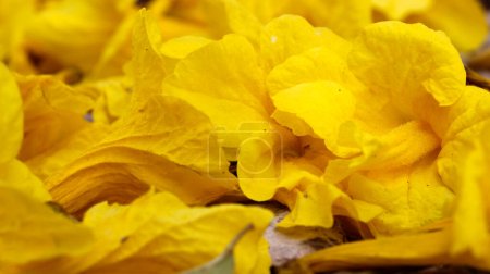 Close up yellow petal on ground
