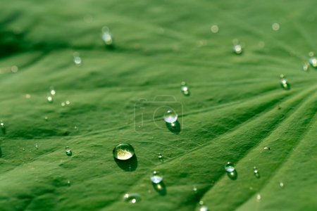Glitter droplet on lush lotus leaf