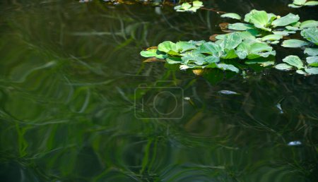 Foto de Cuatro hojas de trébol en la superficie del agua con pato flotante - Imagen libre de derechos