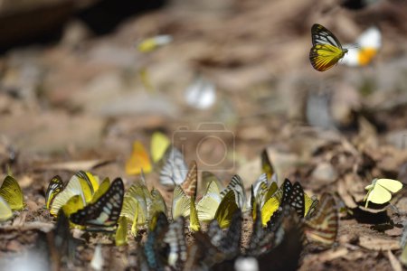 Un papillon coloré survole un troupeau de papillons avec un fond flou