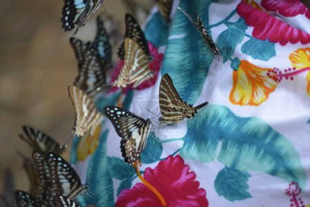 Téléchargez les photos : Espèces mixtes colorées de papillon sur tissu coloré - en image libre de droit
