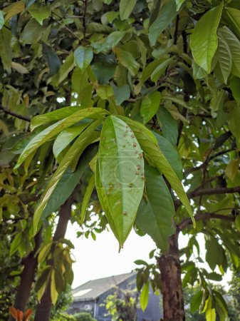 Téléchargez les photos : Insect or gall mites infected leaves. artopoda homoptera or puru gall - en image libre de droit