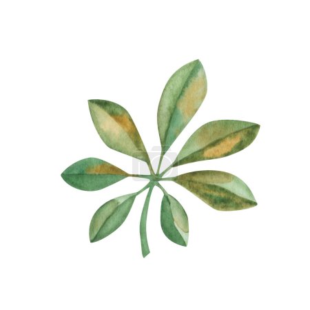 Photo for Watercolor illustration of hand painted green, yellow schefflera leaf. Tropical foliage. Jungle, rainforest plant. Isolated on white clip art element for prints, fabric textile - Royalty Free Image