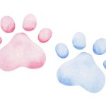 Watercolor illustration. Hand painted pink and blue paw prints of kitten, puppy. Footprint of dog, cat. Canine, feline paws. Boy and girl. World Animal Day. Isolated clip art for posters, banners
