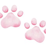 Watercolor illustration. Hand painted pink paw print of kitten, puppy. Foot print of dog, cat. Canine, feline paws. Domestic animals. World Animal Day. Isolated clip art for posters, banners