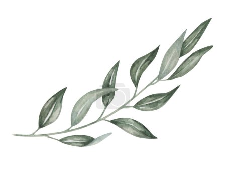 Illustration aquarelle. Branche peinte à la main avec feuilles. Branche d'olivier. Eucalyptus. Willow. Branche aux feuilles longues, pointues et fines. Élément botanique. Clip-art isolé pour bannières