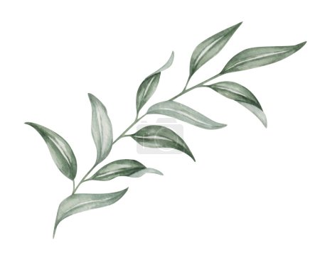 Aquarell-Illustration. Handbemalter Zweig mit Blättern. Olivenzweig. Eukalyptus. Weiden. Zweig mit langen, spitzen, dünnen grünen Blättern. Botanische Elemente. Isolierte Natur Clip Art für Banner