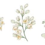 Watercolor set of illustrations. Hand painted branches with blooming flowers in white, beige colors with four petals, yellow center, buds. Olive tree flowers. Jasmine flower. Isolated floral clip art