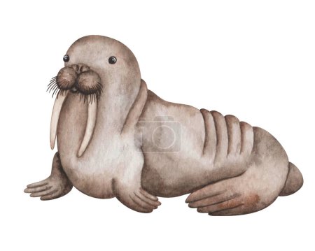 Watercolor illustration. Hand painted brown walrus with tusks and whiskers. Morse mammal animal. North Pole, Arctic Ocean animal. Sea and ocean life. Isolated cartoon clip art for banners, posters