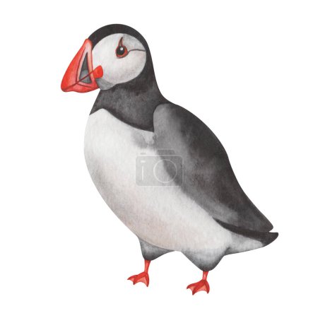 Photo for Watercolor illustration. Hand painted atlantic puffin with black wings, feathers, red beak and white chest plumage. North Antlantic Ocean seabird. Bird standing. Isolated clip art. Fratercula arctica - Royalty Free Image