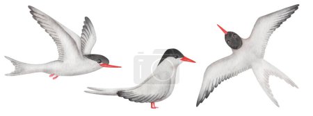 Aquarell illustriert. Handbemalte Eisseeschwalben mit weißen Flügeln, Federn, rotem Schnabel und schwarzem Kopf. Fliegende Seevögel mit ausgebreiteten Flügeln. Möwe, Brustbein. Vogel in der Luft. Vereinzelte Clip-Art