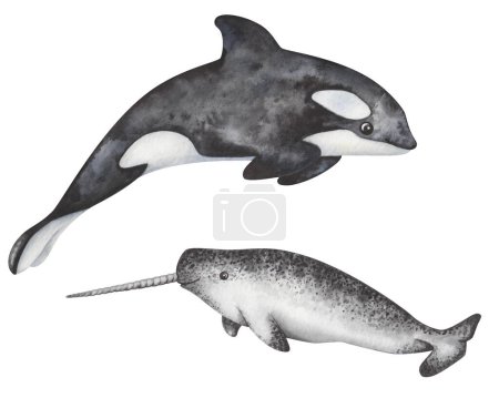 Conjunto de ilustraciones en acuarela. Orca pintada a mano en blanco y negro, ballena asesina y narval moteado con colmillo largo. Mamíferos marinos, delfines. Animales del norte. Océano vida submarina. Clip art aislado