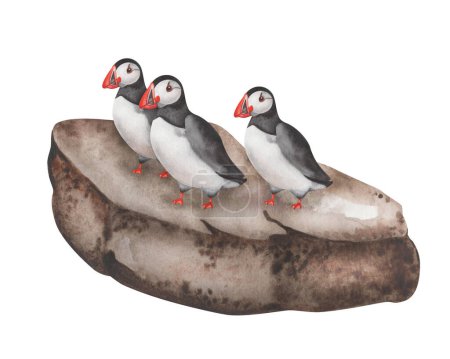 Watercolor illustration. Hand painted flock of atlantic puffins on a big rock, brown stone. Birds with black wings, red beak, white chest feathers. Seabirds. Isolated clip art. Fratercula arctica