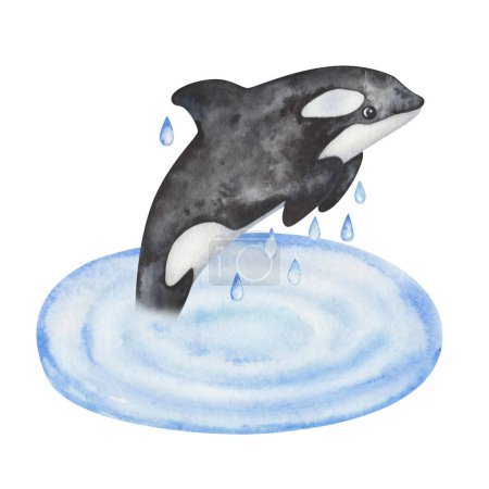 Watercolor illustration. Hand painted black-and-white orca. Killer whale jumping from sea, ocean with drops of water. Underwater mammal animal. Sea and ocean life. Isolated cartoon clip art for banner