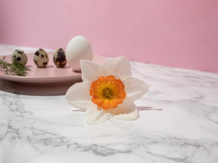Chicken egg, quail eggs and narcissus on pink plate on kitchen marble background. Healthy raw food concept