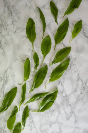 Creative layout of wild garlic leaves and copy space on marble background.