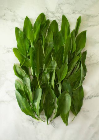 Overhead view of fresh wild garlic leaves with water drops. Flat lay