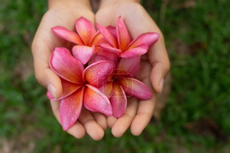 Foto de Vista vertical de las manos sosteniendo algunas flores de frangipani - Imagen libre de derechos