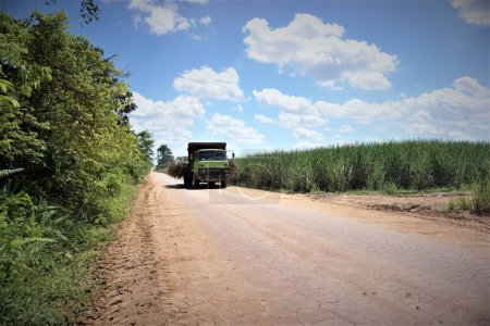 Foto de Lampung, Indonesia 22 de noviembre de 2022: vista horizontal de camiones que transportan semillas de caña de azúcar para plantar en los campos en un día muy soleado - Imagen libre de derechos