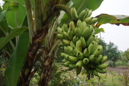 Foto de Plátano en el árbol en el jardín después de la lluvia - Imagen libre de derechos