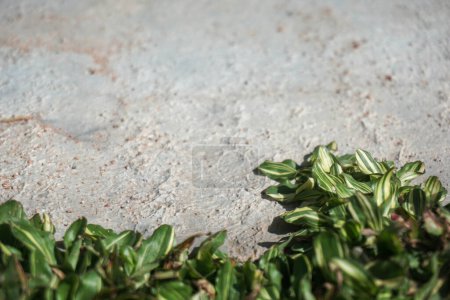 Foto de Concrete and variegated leaves grass with copy space - Imagen libre de derechos
