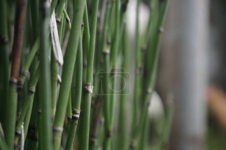 Foto de Bamboo branch. Equisetum debile (Horsetail) ; cylindrical, hollow and stem - Imagen libre de derechos
