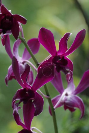 Foto de Vista cercana de la orquídea púrpura hermosa del dendrobium en la floración - Imagen libre de derechos