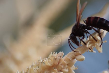 Foto de Las avispas recogen néctar de las flores de coco - Imagen libre de derechos