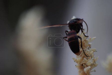 Téléchargez les photos : Les guêpes recueillent le nectar des fleurs de noix de coco - en image libre de droit