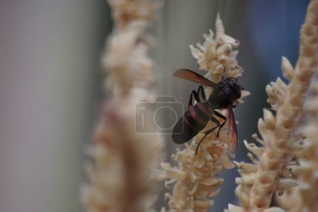Téléchargez les photos : Les guêpes recueillent le nectar des fleurs de noix de coco - en image libre de droit