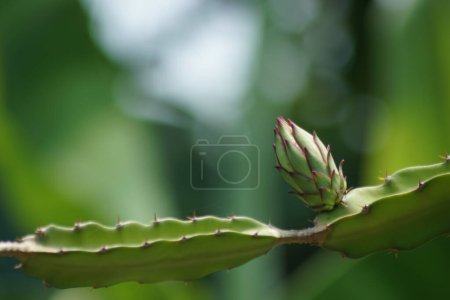 Foto de Brote de flor de pitaya o fruta de dragón con espacio para copiar - Imagen libre de derechos